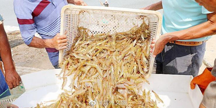 皇冠体育在线下注/山东滨州北海“盐田虾”进入捕捞季，捕捞将一直持续到十月底